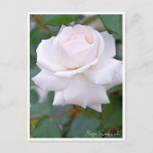 Rose Garden ポストカード (正面)