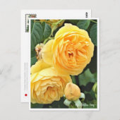 Rose Garden ポストカード (正面/裏面)