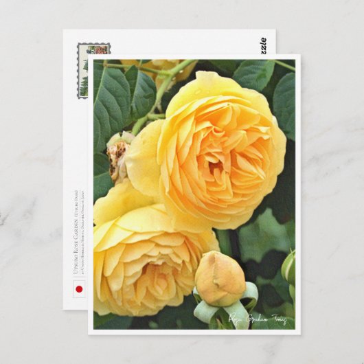 Rose Garden ポストカード (正面/裏面)