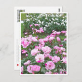 Rose Garden ポストカード (正面/裏面)