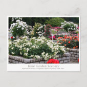 Rose Garden Scenery ポストカード (正面)