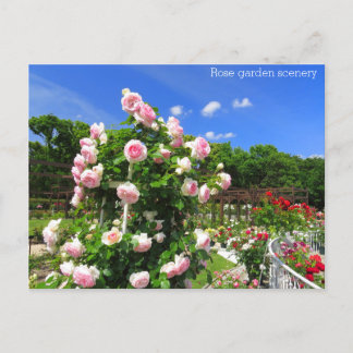 Rose garden scenery：Postcard ポストカード