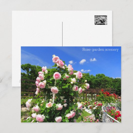 Rose garden scenery：Postcard ポストカード (正面/裏面)