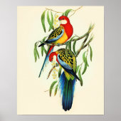 Rose-Hill Parakeet by Elizabeth Gould, ポスター (正面)
