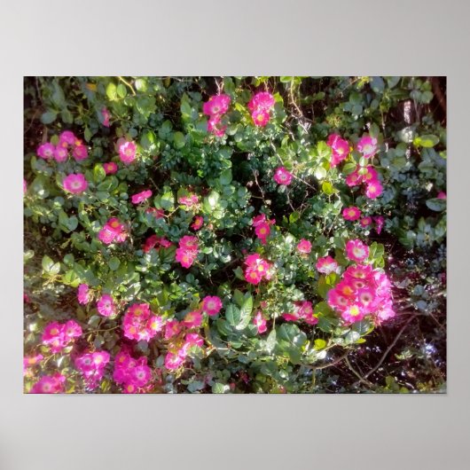 Rose Love ポスター (正面)