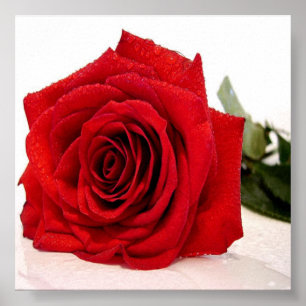 Rose Love Canvas Print ポスター