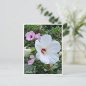 Rose Mallow ポストカード (スタンド正面)