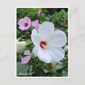 Rose Mallow ポストカード (正面)