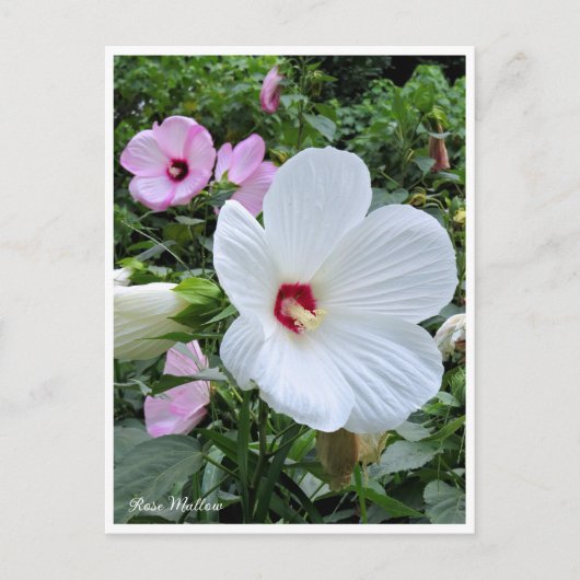 Rose Mallow ポストカード (正面)