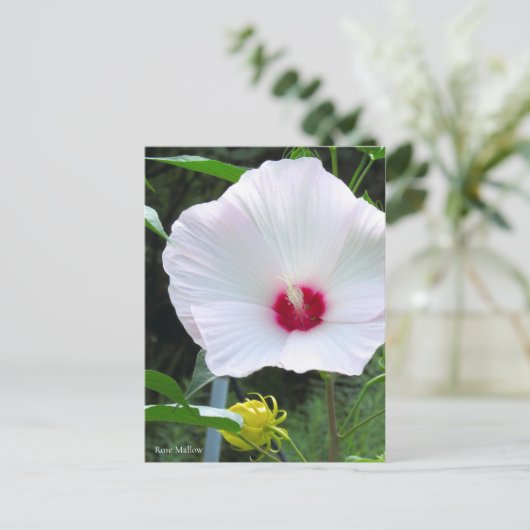 Rose Mallow [Postcard] ポストカード (スタンド正面)