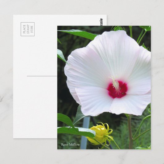 Rose Mallow [Postcard] ポストカード (正面/裏面)