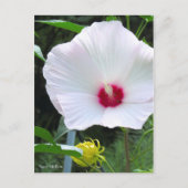 Rose Mallow [Postcard] ポストカード (正面)