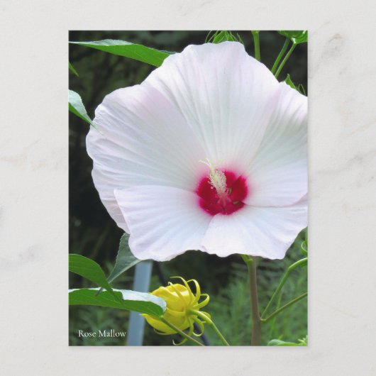Rose Mallow [Postcard] ポストカード (正面)