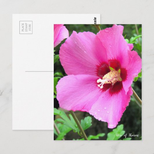 Rose of Sharon ポストカード (正面/裏面)