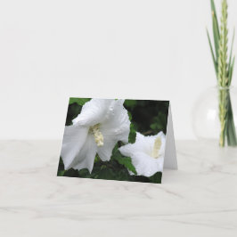 Rose of Sharon (Hibiscus syriacus 'Diana') card サンキューカード