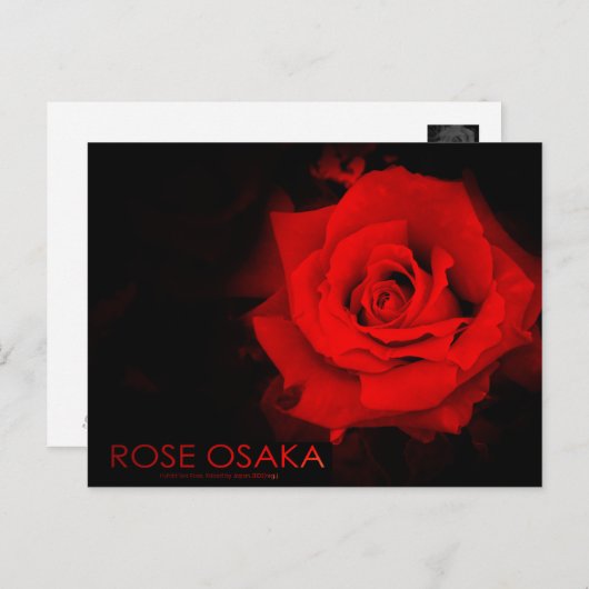Rose Osaka ポストカード (正面/裏面)