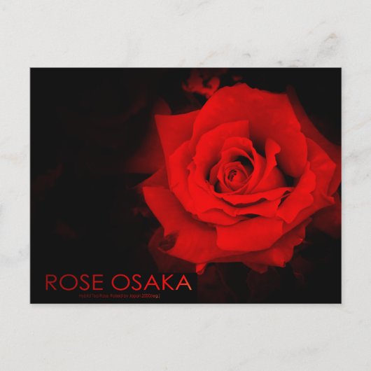 Rose Osaka ポストカード (正面)