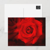 Rose Osaka ポストカード (正面/裏面)