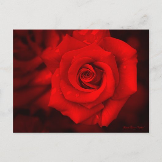 Rose Osaka ポストカード (正面)