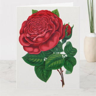 Rose Print Rochester Lithographing and Printing Co カード