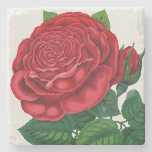 Rose Print Rochester Lithographing and Printing Co ストーンコースター (正面)