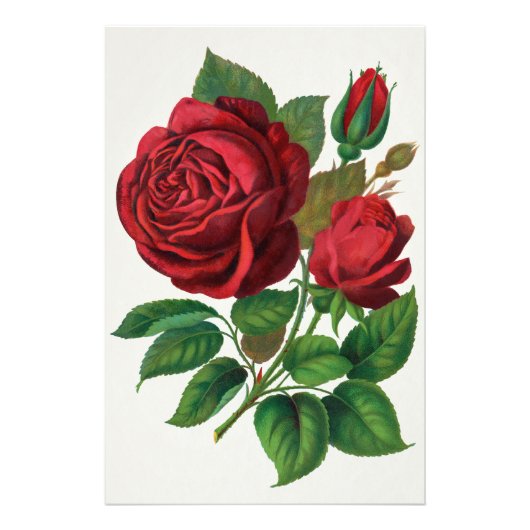 Rose Print Rochester Lithographing and Printing Co フォトプリント (正面)