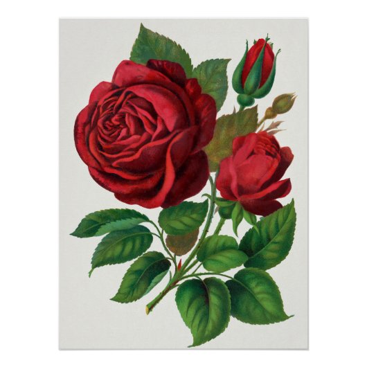 Rose Print Rochester Lithographing and Printing Co ポスター (正面)