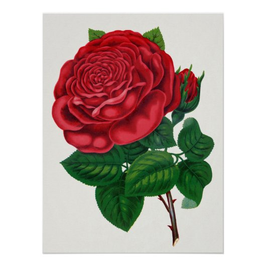 Rose Print Rochester Lithographing and Printing Co ポスター (正面)