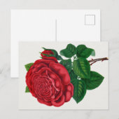 Rose Print Rochester Lithographing and Printing Co ポストカード (正面/裏面)