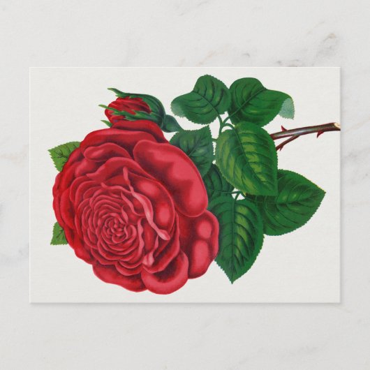 Rose Print Rochester Lithographing and Printing Co ポストカード (正面)