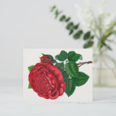 Rose Print Rochester Lithographing and Printing Co ポストカード (スタンド正面)