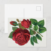 Rose Print Rochester Lithographing and Printing Co ポストカード (正面/裏面)