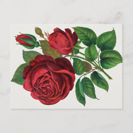 Rose Print Rochester Lithographing and Printing Co ポストカード (正面)