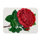 Rose Print Rochester Lithographing and Printing Co マグネット (横)