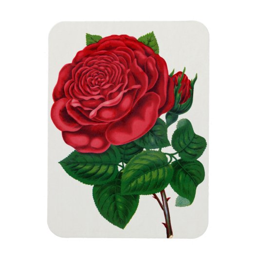 Rose Print Rochester Lithographing and Printing Co マグネット (縦)