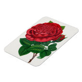 Rose Print Rochester Lithographing and Printing Co マグネット (左側)