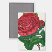 Rose Print Rochester Lithographing and Printing Co マグネット (正面/裏面)