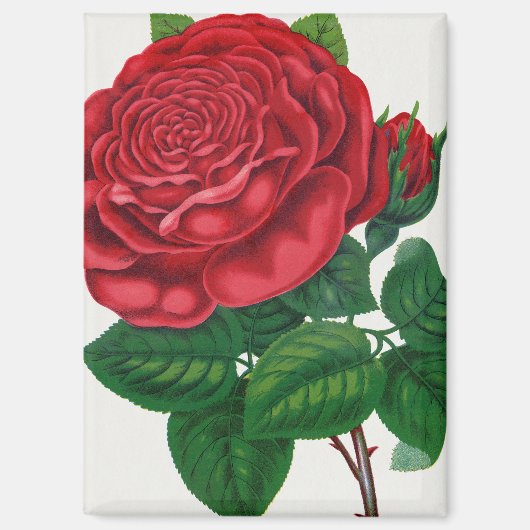 Rose Print Rochester Lithographing and Printing Co マグネット (正面)