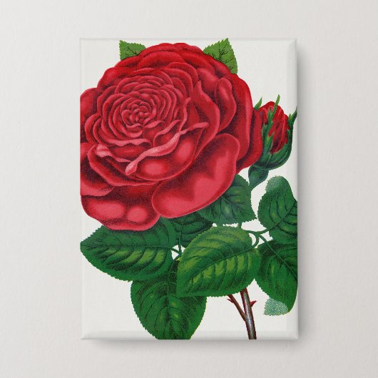 Rose Print Rochester Lithographing and Printing Co 缶バッジ (正面)
