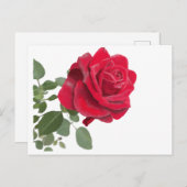 Rose rouge peinture ポストカード (正面/裏面)