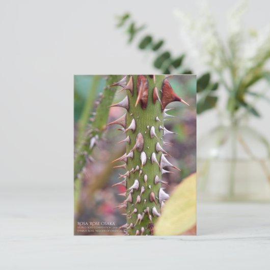 Rose Thorns: Rosa Rose Osaka ポストカード (スタンド正面)
