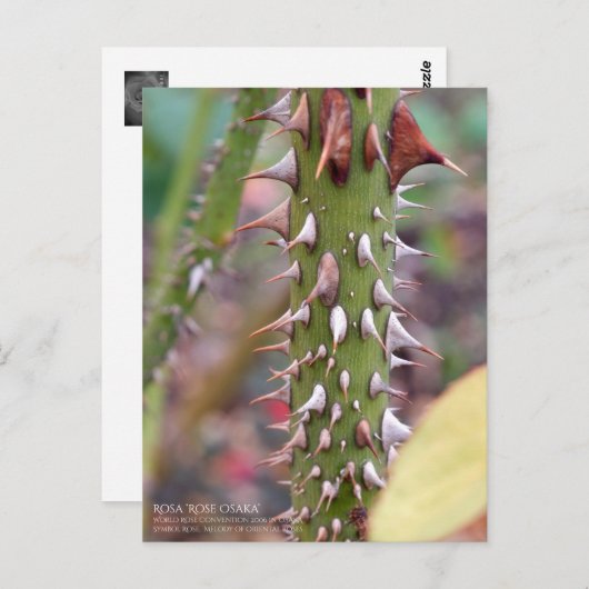 Rose Thorns: Rosa Rose Osaka ポストカード (正面/裏面)