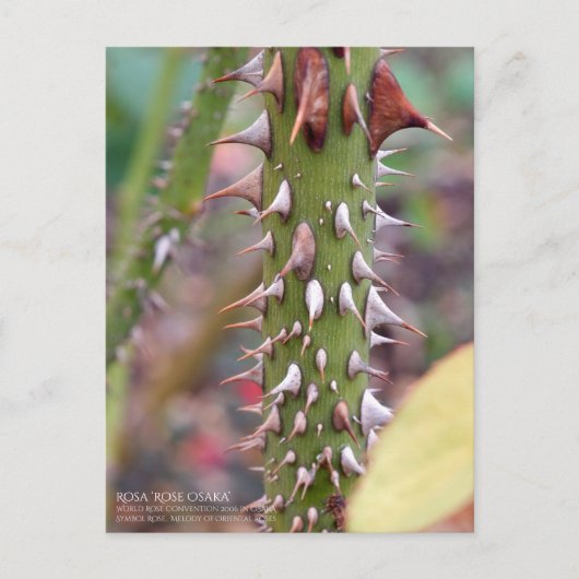 Rose Thorns: Rosa Rose Osaka ポストカード (正面)