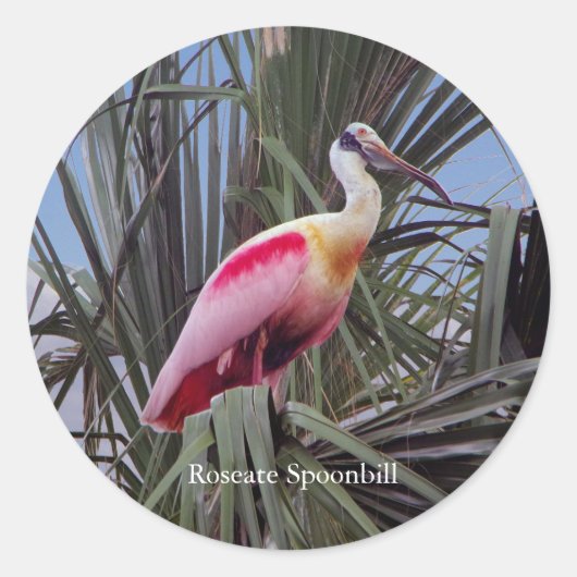 Roseate Spoonbillステッカー ラウンドシール (正面)