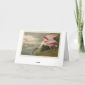 Roseate Spoonbill（オードボンのアメリカの鳥から） カード (裏面)