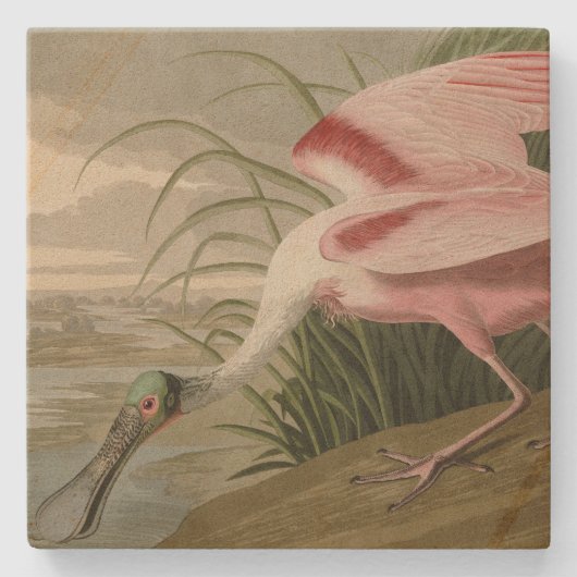 Roseate Spoonbill（オードボンのアメリカの鳥から） ストーンコースター (正面)