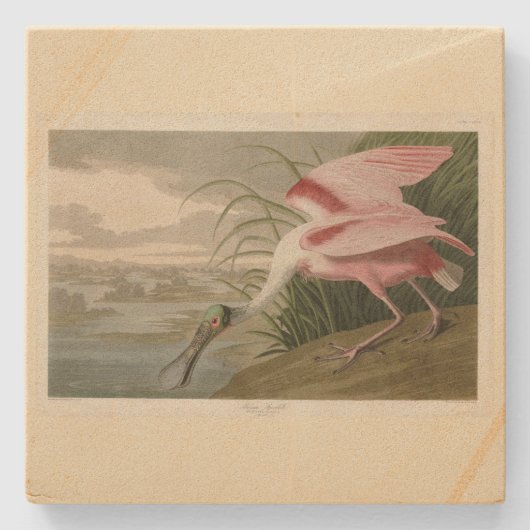 Roseate Spoonbill（オードボンのアメリカの鳥から） ストーンコースター (正面)