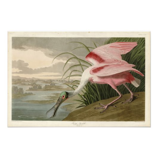 Roseate Spoonbill（オードボンのアメリカの鳥から） フォトプリント (正面)