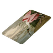 Roseate Spoonbill(オードボンのアメリカの鳥から) マグネット (左側)