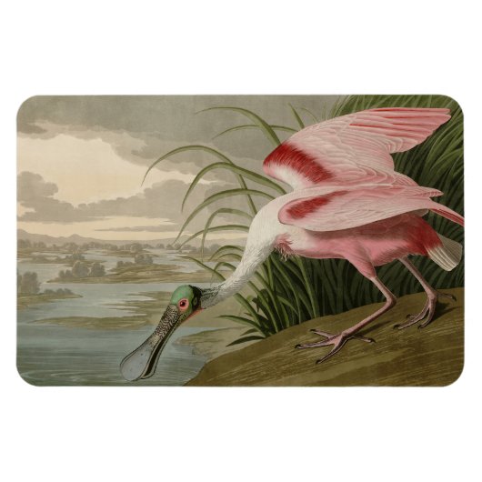 Roseate Spoonbill(オードボンのアメリカの鳥から) マグネット (横)